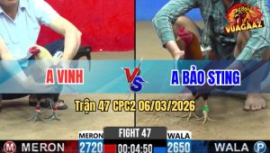 Trận 47 Bồ CPC2 6/3/2026 - Điều Cọp Anh Bảo Sting Siết Mấy Chân Đâm Chuối Mĩ Té Giữa Sân